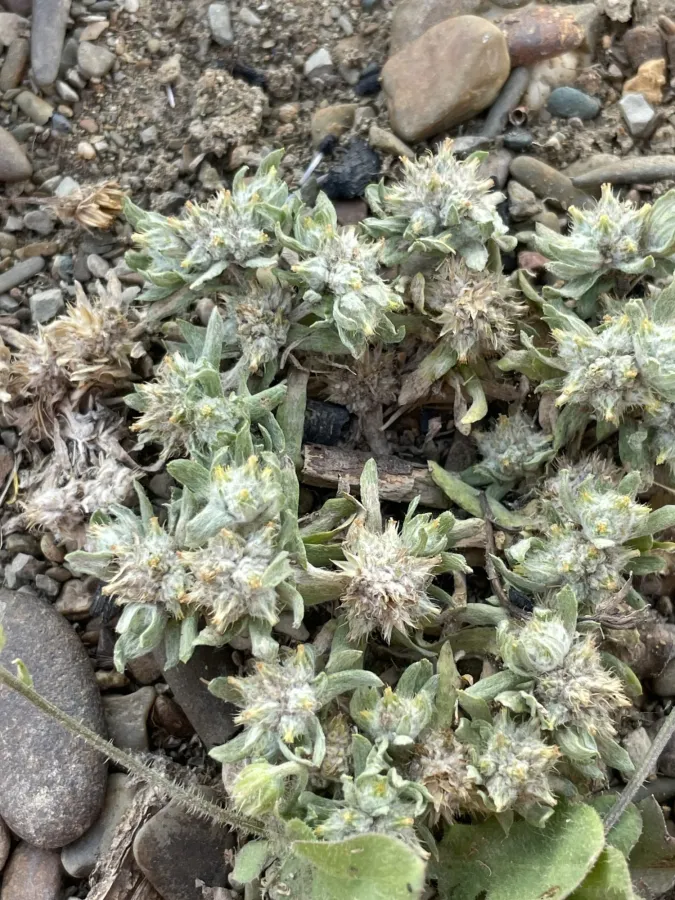 Filago pyramidata