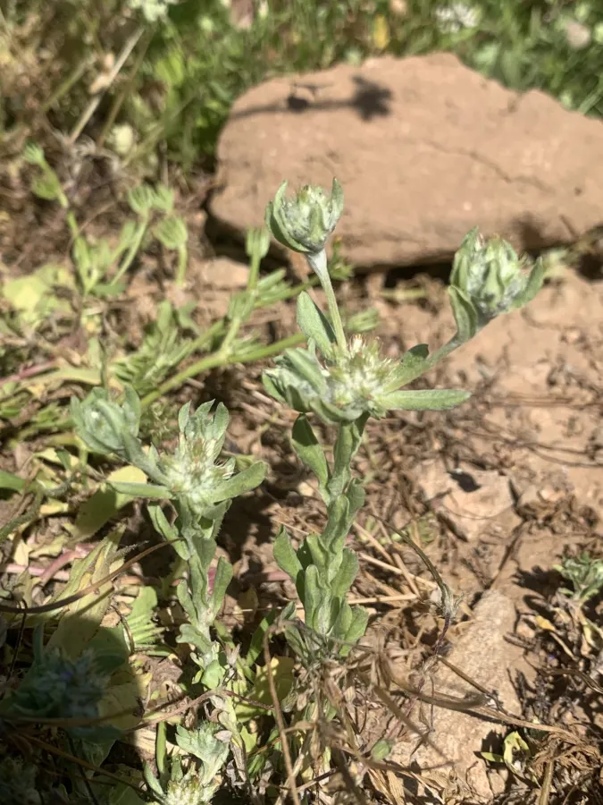 Filago pyramidata
