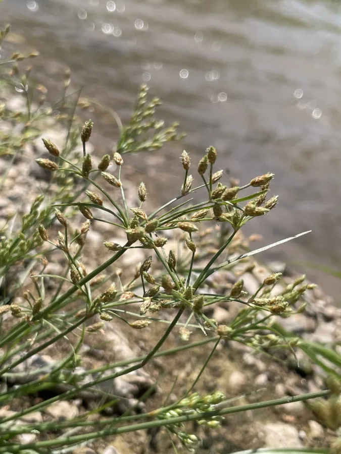 Fimbristylis bisumbellata