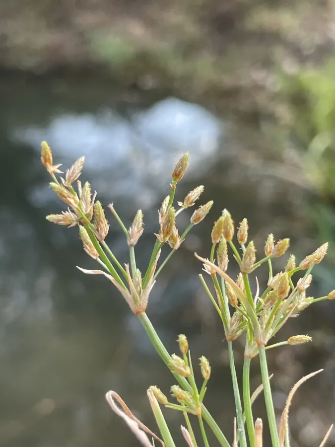 Fimbristylis bisumbellata