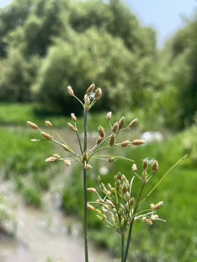 Fimbristylis bisumbellata