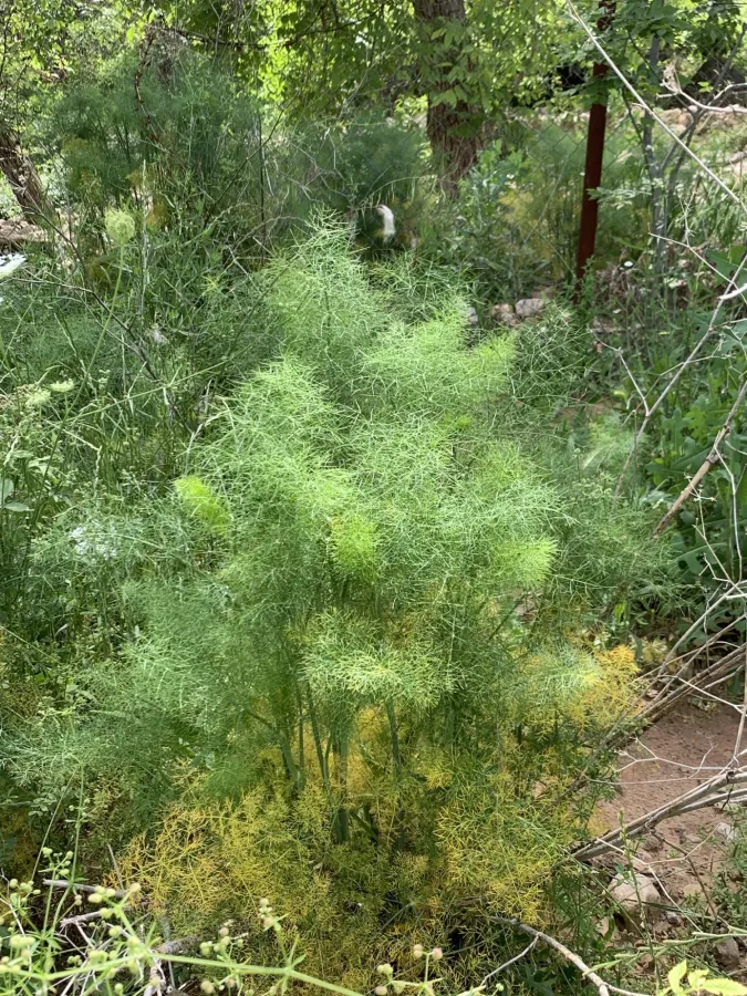 Foeniculum vulgare