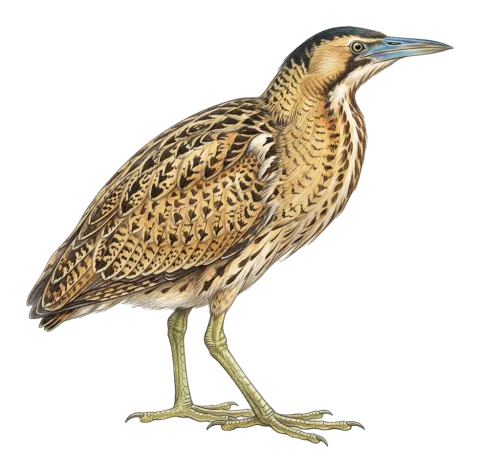 Eurasian Bittern