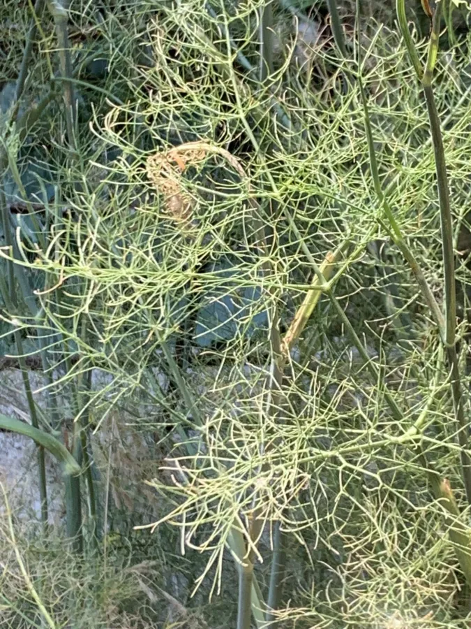 Foeniculum vulgare