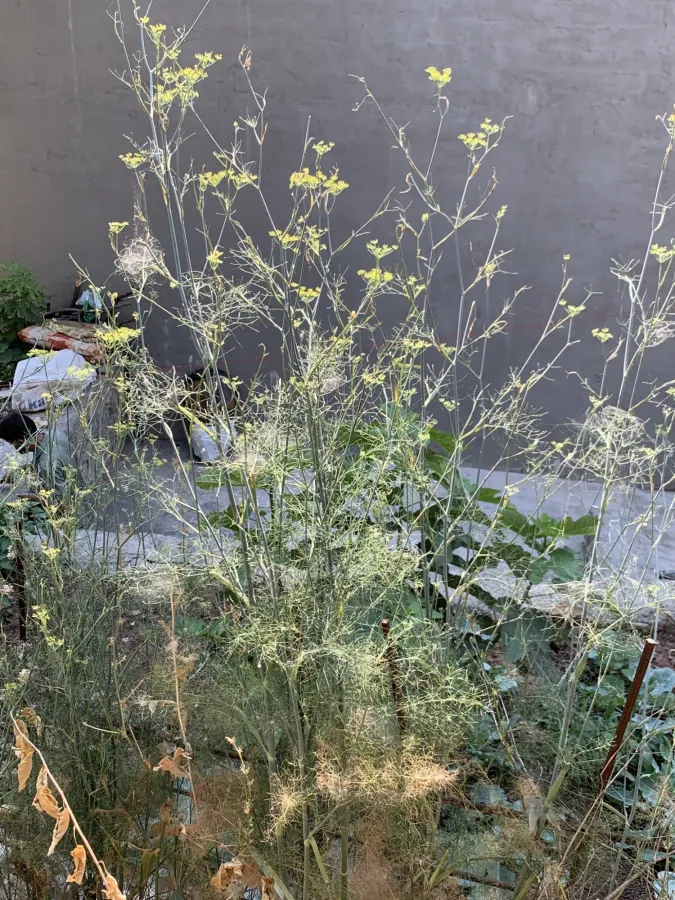 Foeniculum vulgare