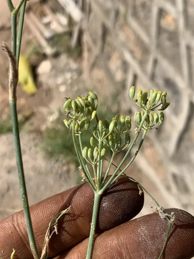 Foeniculum vulgare