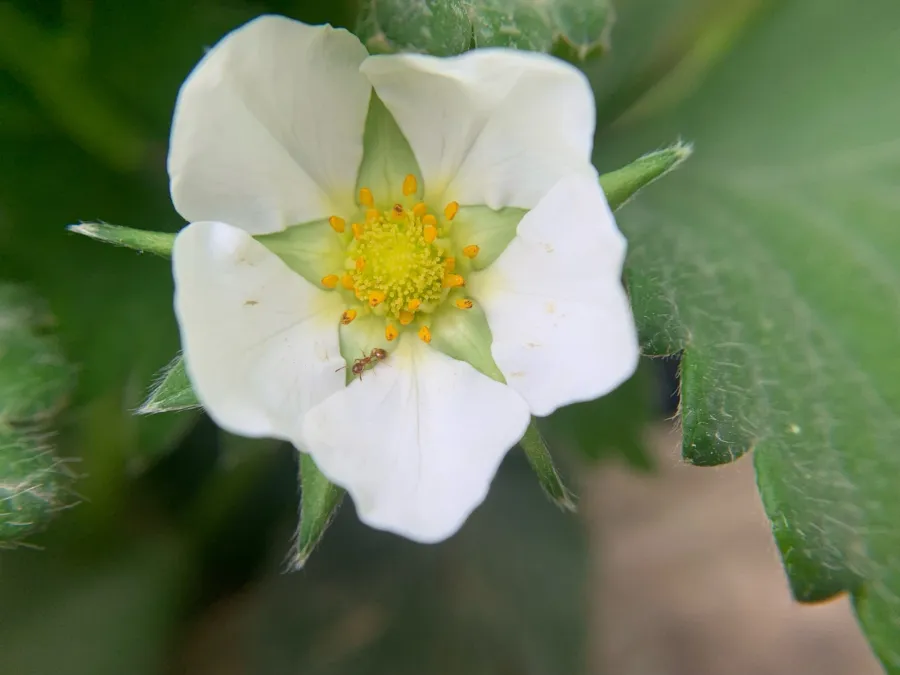 Fragaria x