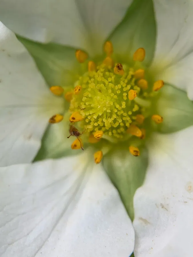 Fragaria x