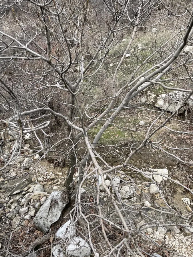 Fraxinus angustifolia