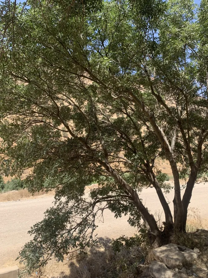 Fraxinus angustifolia