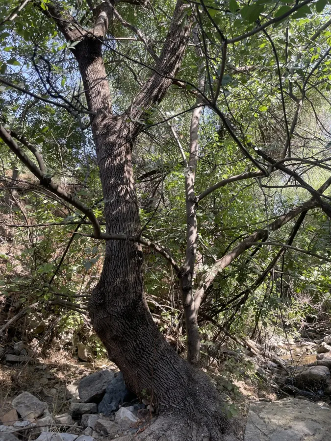 Fraxinus angustifolia