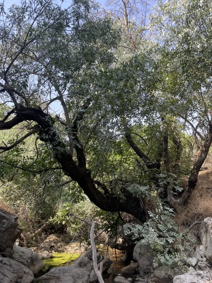 Fraxinus angustifolia