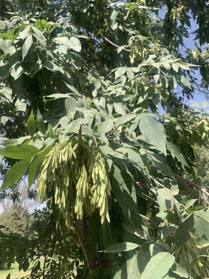 Fraxinus excelsior
