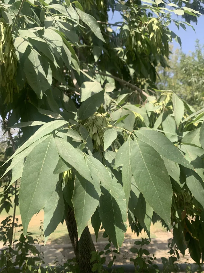Fraxinus excelsior