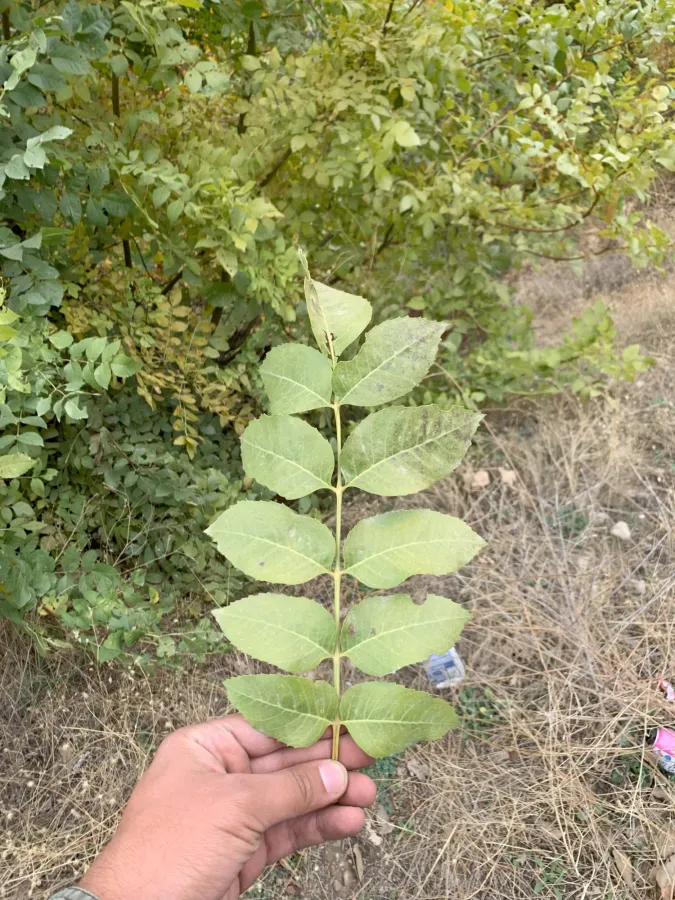 Fraxinus ornus