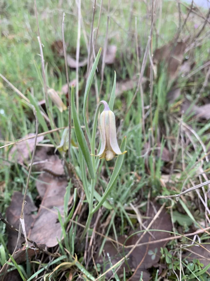 Fritillaria assyriaca