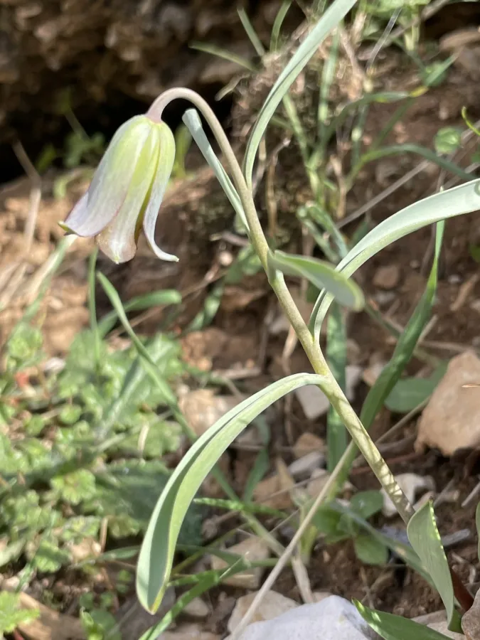 Fritillaria assyriaca