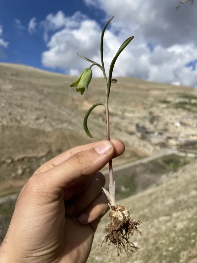 Fritillaria assyriaca