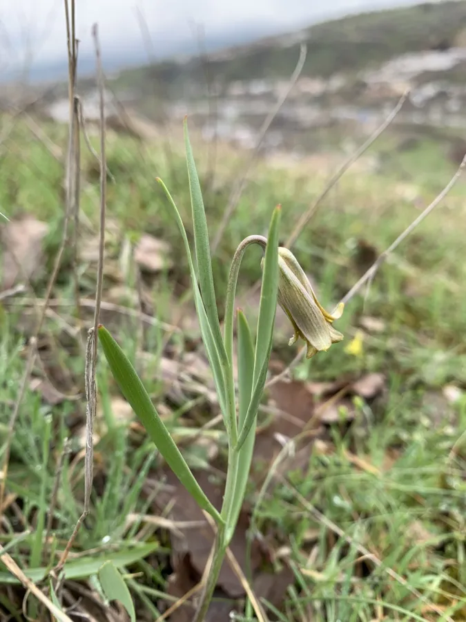 Fritillaria assyriaca