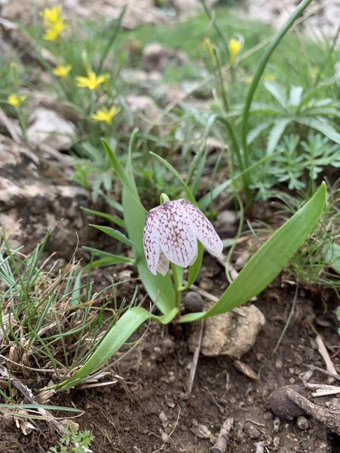 Fritillaria crassifolia