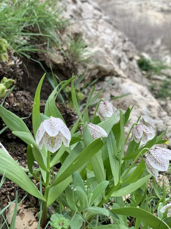 Fritillaria crassifolia