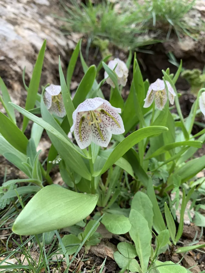 Fritillaria crassifolia