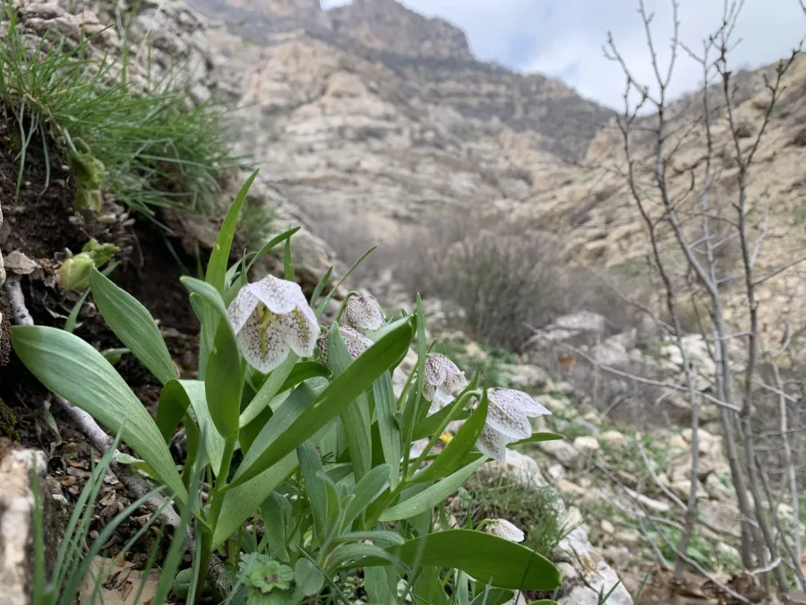 Fritillaria crassifolia