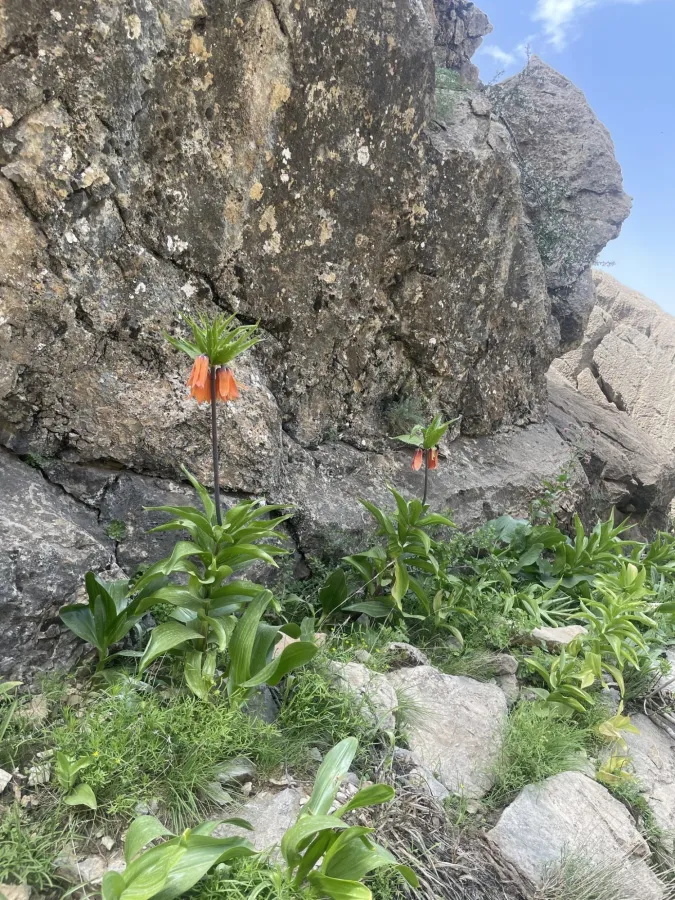 Fritillaria imperialis