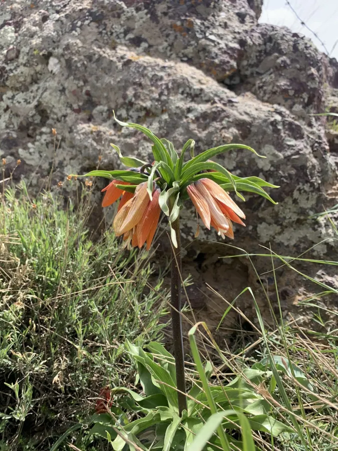 Fritillaria imperialis