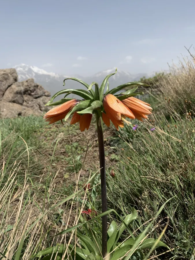 Fritillaria imperialis