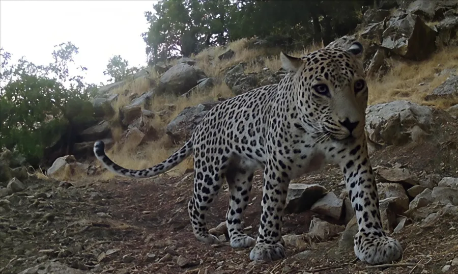 Persian Leopard