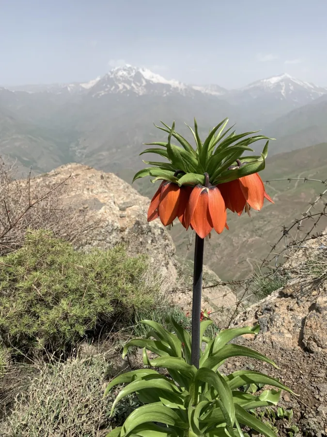 Fritillaria imperialis