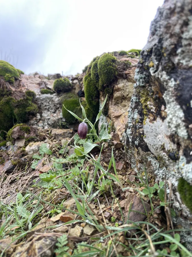 Fritillaria kurdica