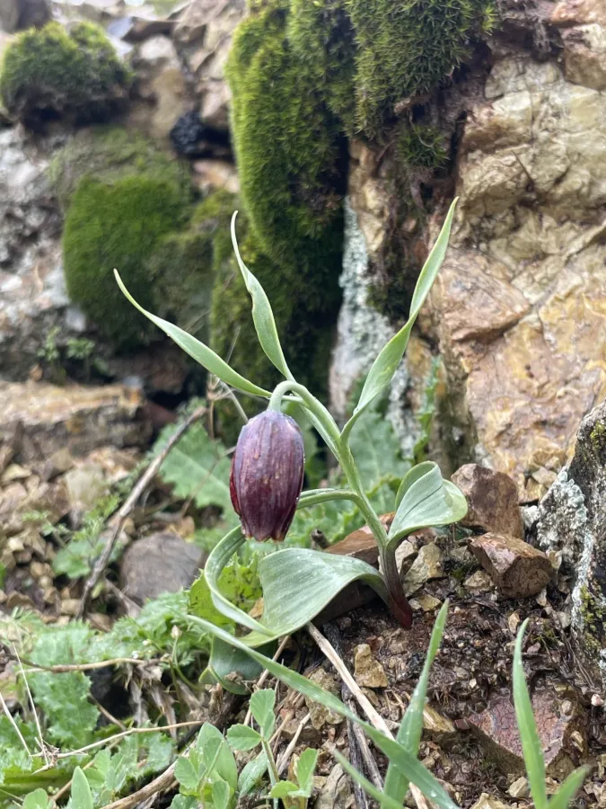 Fritillaria kurdica