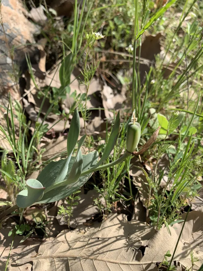 Fritillaria kurdica