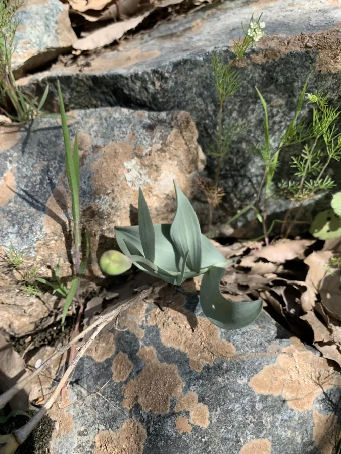 Fritillaria kurdica