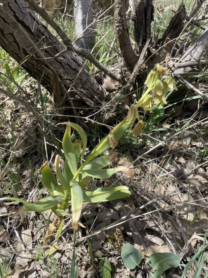 Fritillaria persica