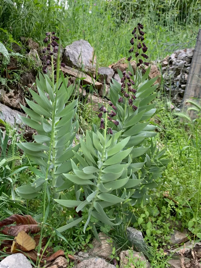Fritillaria persica