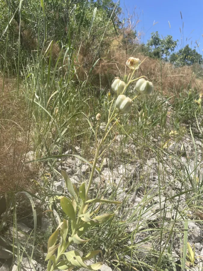 Fritillaria persica