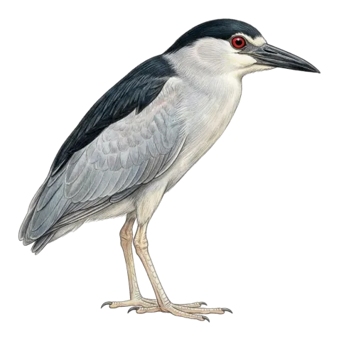 Black-crowned Night Heron
