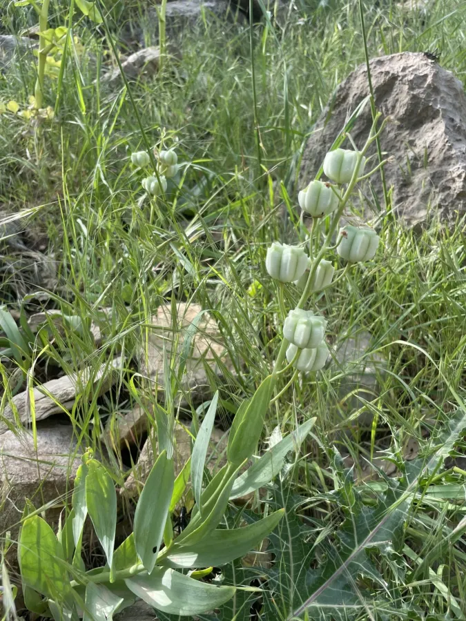 Fritillaria persica