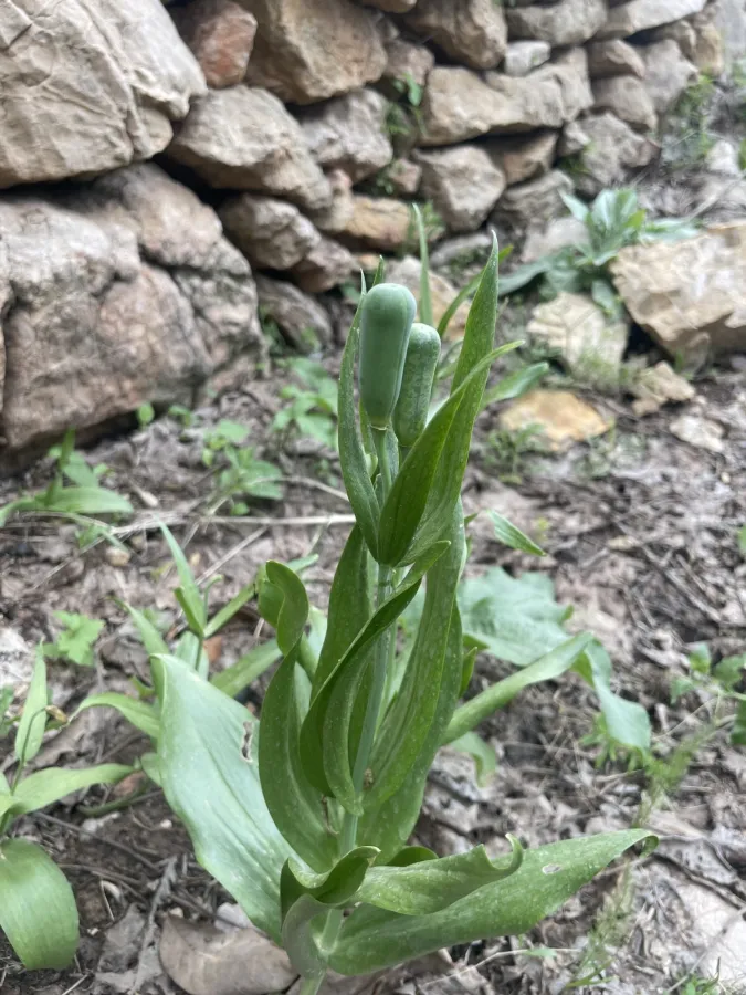 Fritillaria straussii