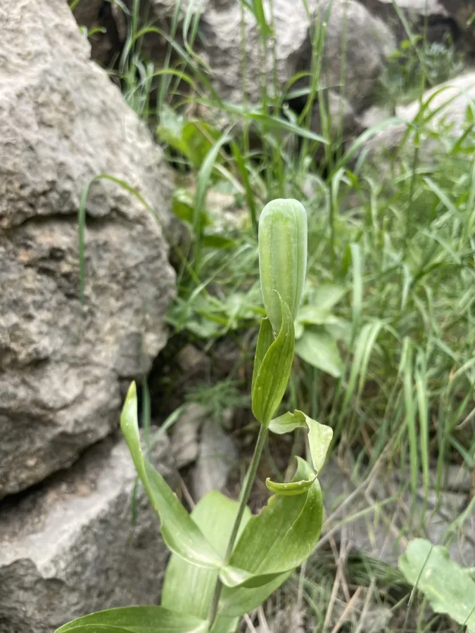 Fritillaria straussii