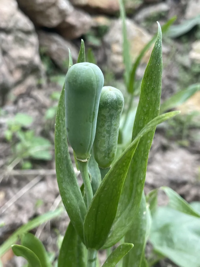 Fritillaria straussii