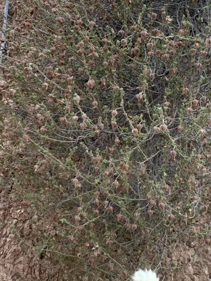Fumana arabica