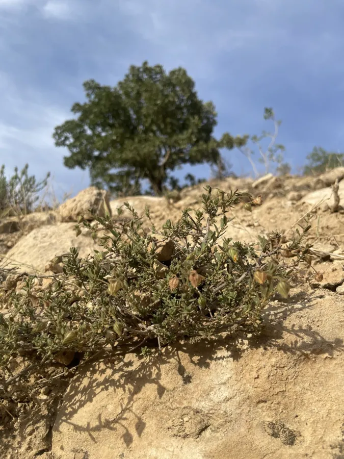 Fumana arabica