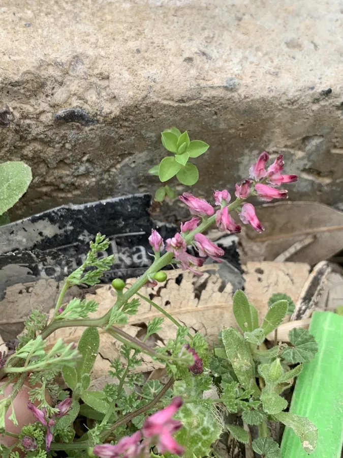 Fumaria densiflora