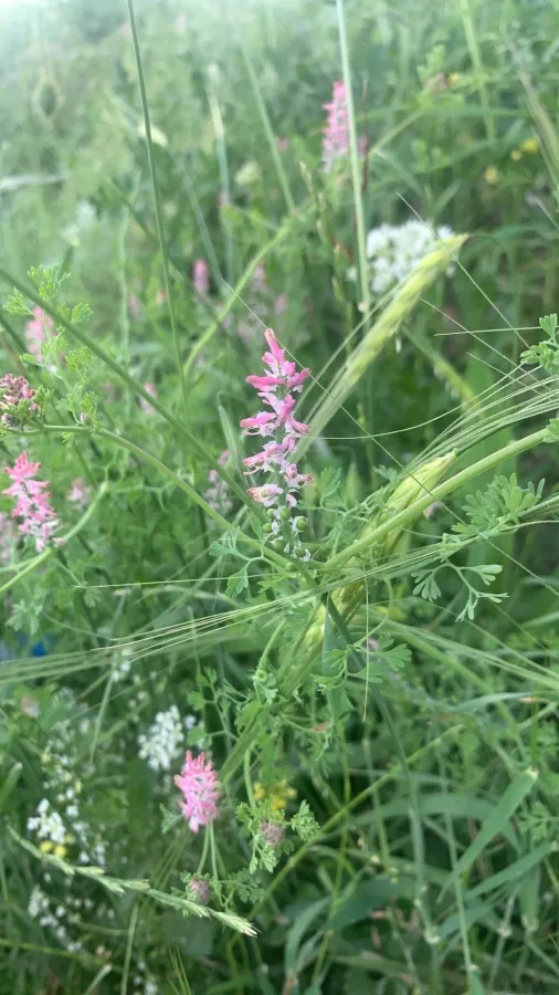 Fumaria densiflora