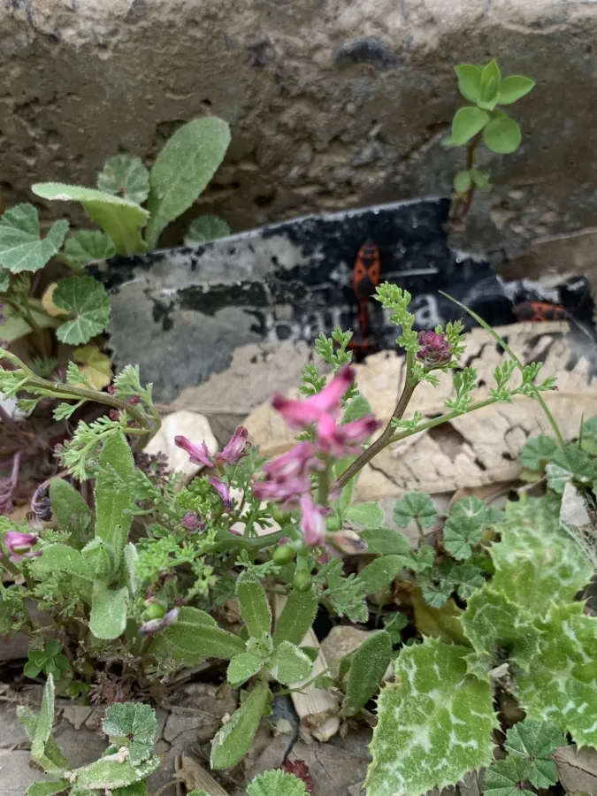 Fumaria densiflora