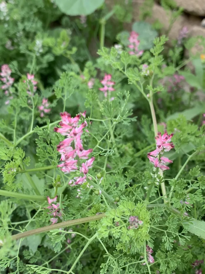Fumaria densiflora